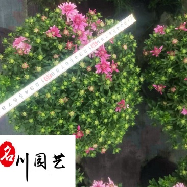 球菊基地大量现货球菊优惠处理价花境打造花卉租摆批发
