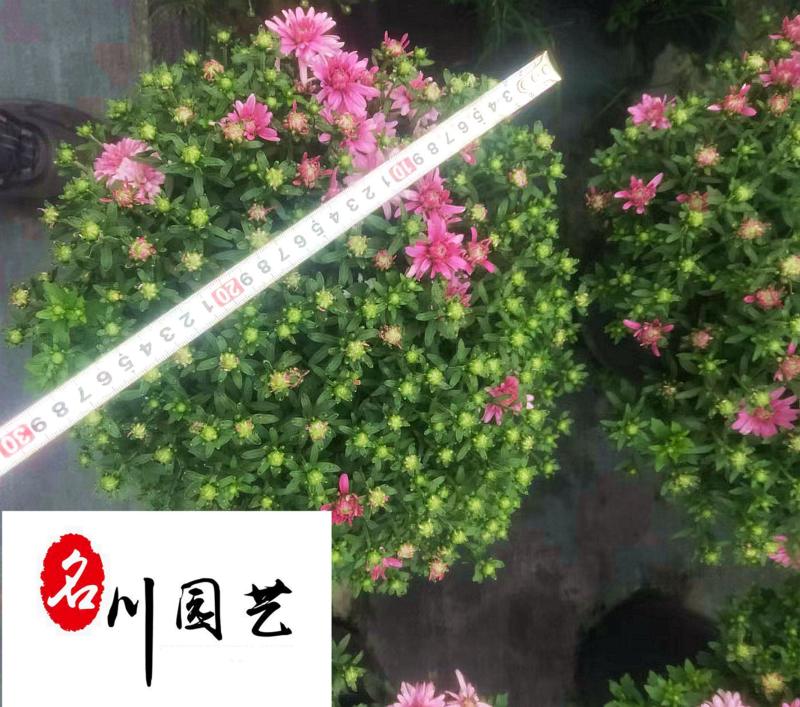 球菊基地大量现货球菊优惠处理价花境打造花卉租摆批发