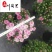 球菊基地大量现货球菊优惠处理价花境打造花卉租摆批发
