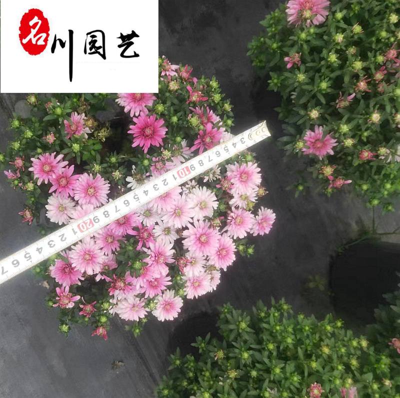 球菊基地大量现货球菊优惠处理价花境打造花卉租摆批发