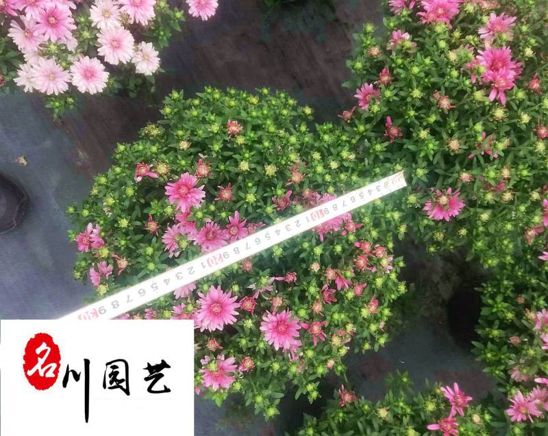 球菊基地大量现货球菊优惠处理价花境打造花卉租摆批发
