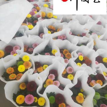 四川苗圃大量出售乒乓菊价低物美节庆花卉租摆批发