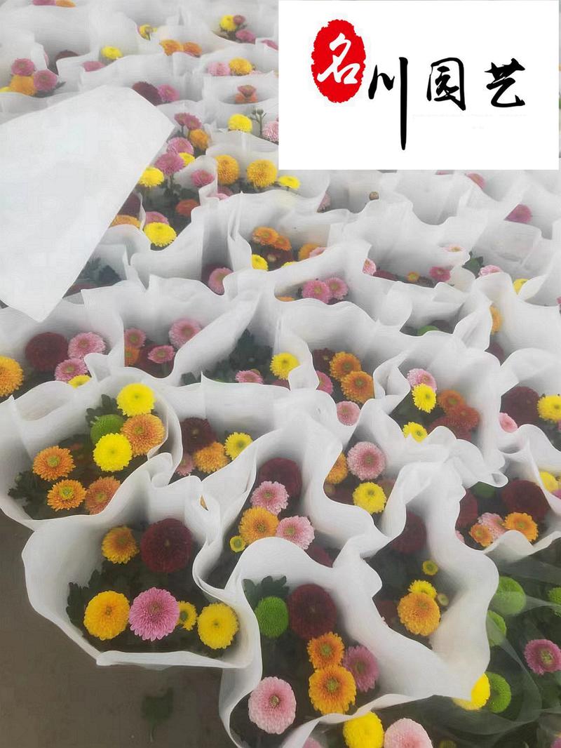 四川苗圃大量出售乒乓菊价低物美节庆花卉租摆批发