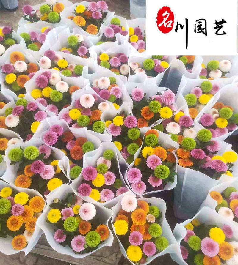 四川苗圃大量出售乒乓菊价低物美节庆花卉租摆批发