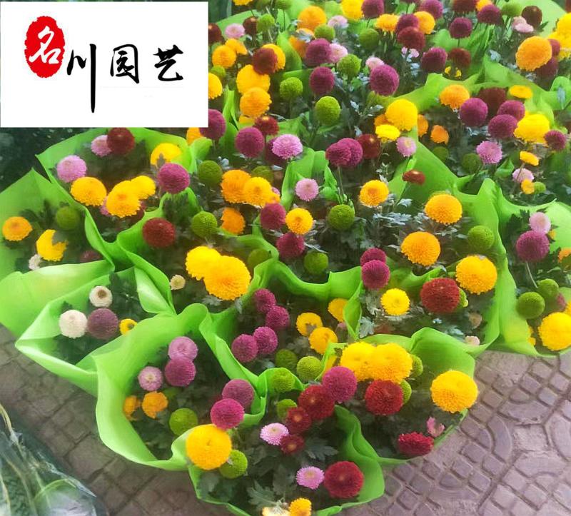 四川苗圃大量出售乒乓菊价低物美节庆花卉租摆批发