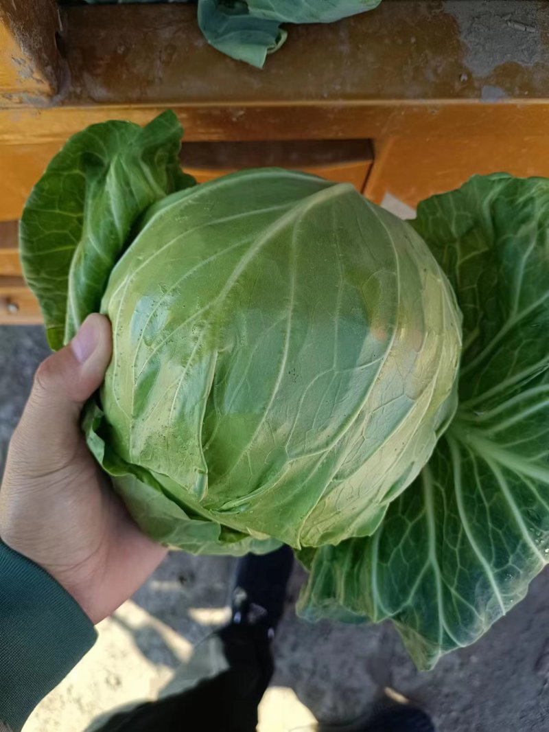 精品莲心白甘蓝，产地发货量大优惠，对接市场商超一条龙服务