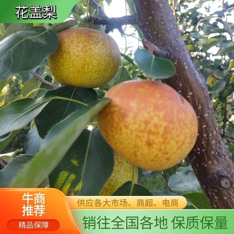 海城市花盖梨，个大酸甜适口，产地直供品质保证