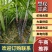黑皮甘蔗大量有货产地直供可对接商超工厂欢迎订购