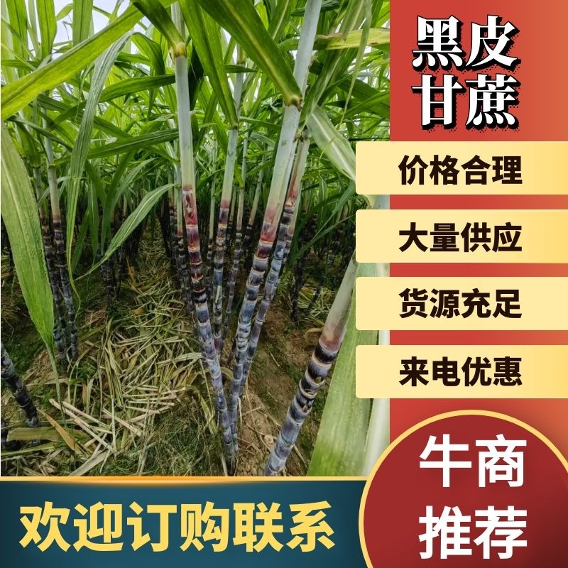 黑皮甘蔗大量有货产地直供可对接商超工厂欢迎订购