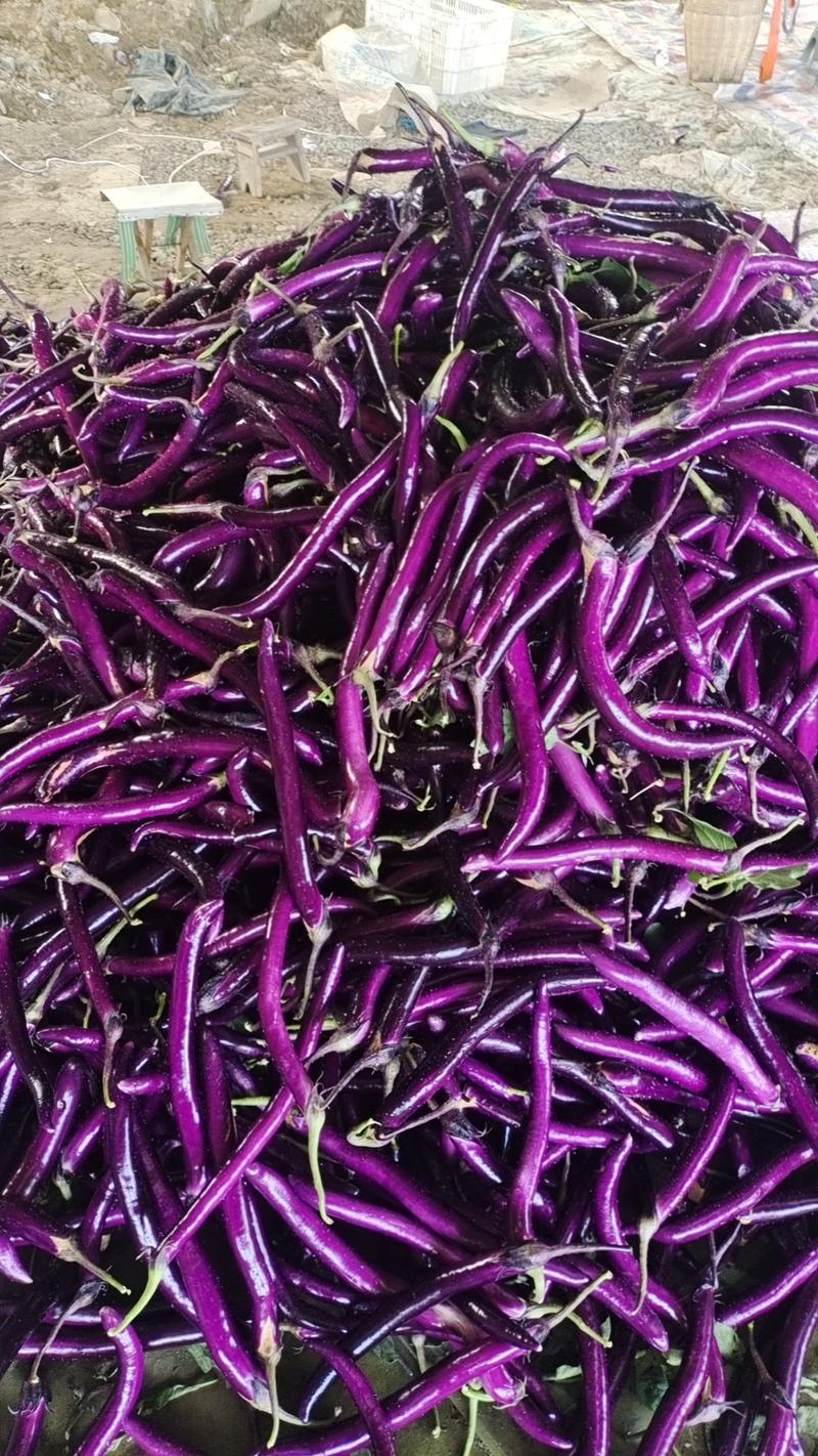 【紫皮长茄】产区大量上市货源充足可对接大型商超餐饮