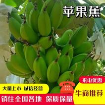 【热卖苹果蕉】香蕉广东基地直供对接批发商商超可视频拿货