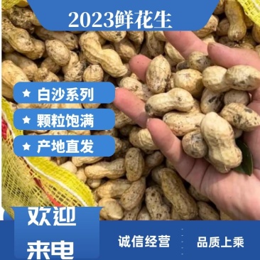 【热卖】江苏徐州精品花生大量有货供应质量很好欢迎采购