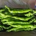 【好货】辽宁精品螺丝椒产地现摘现发品质保证量大从优