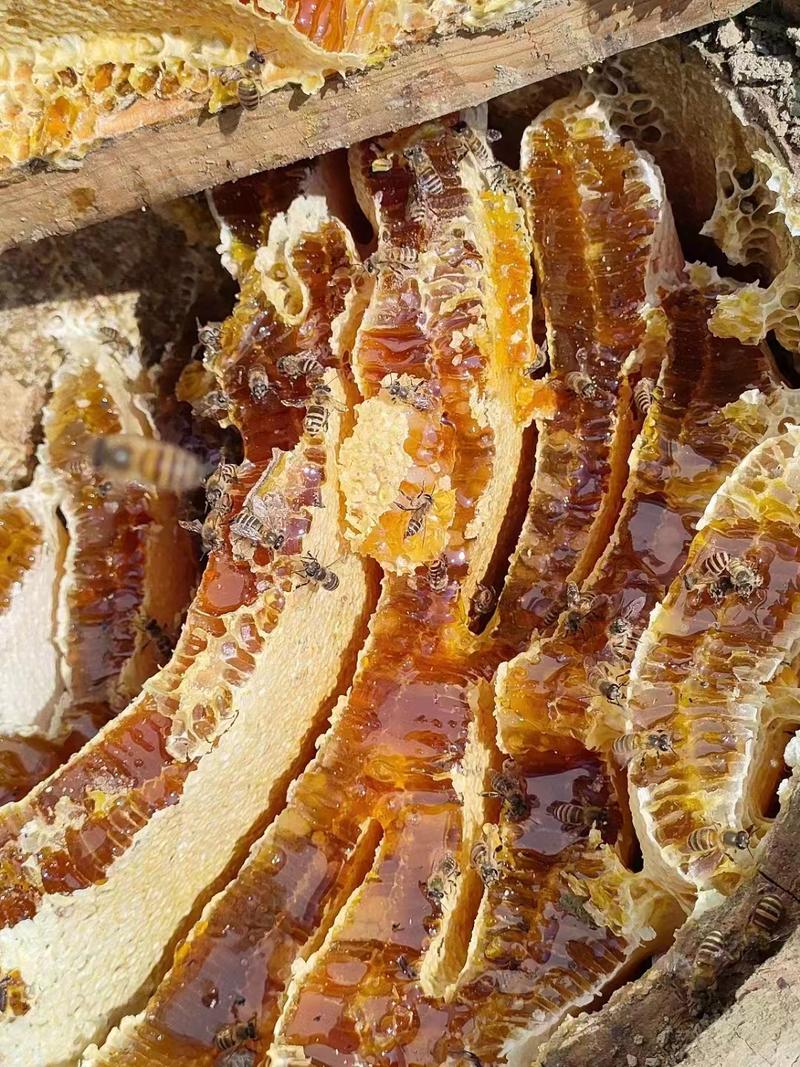 四川大凉山蜂蜜农家自产土蜂蜜一瓶2斤品质保障欢迎来电联系