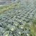 【精品】四川甘蓝圆包菜基地直发价格美丽对接全国