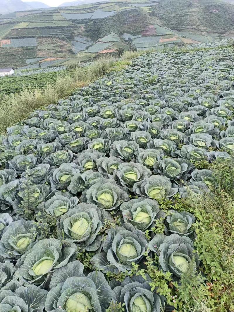 【精品】四川甘蓝圆包菜基地直发价格美丽对接全国