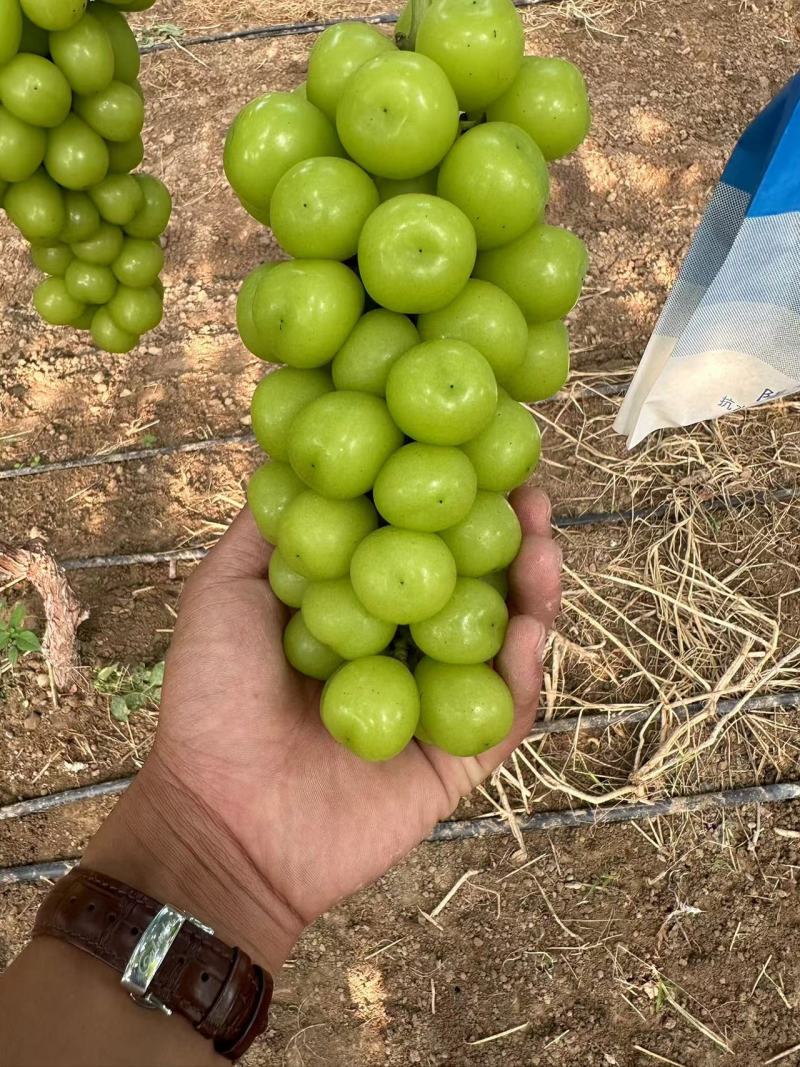 夏邑晴王葡萄阳光玫瑰葡萄货源充足对接全国电商批发商