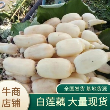 江苏大白37/35、毛货与精品，新鲜货好量大从优