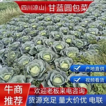 【精品】四川甘蓝圆包菜基地直发价格美丽对接全国