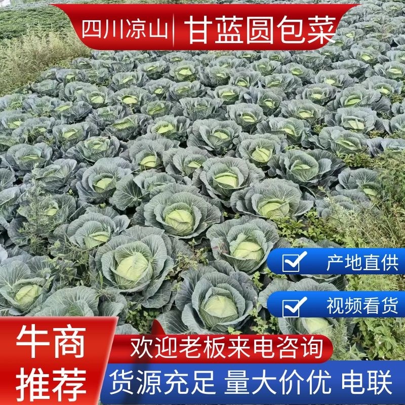 【精品】四川甘蓝圆包菜基地直发价格美丽对接全国