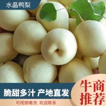 膜袋鸭梨、水晶鸭梨产地大量现货供应脆甜多汁