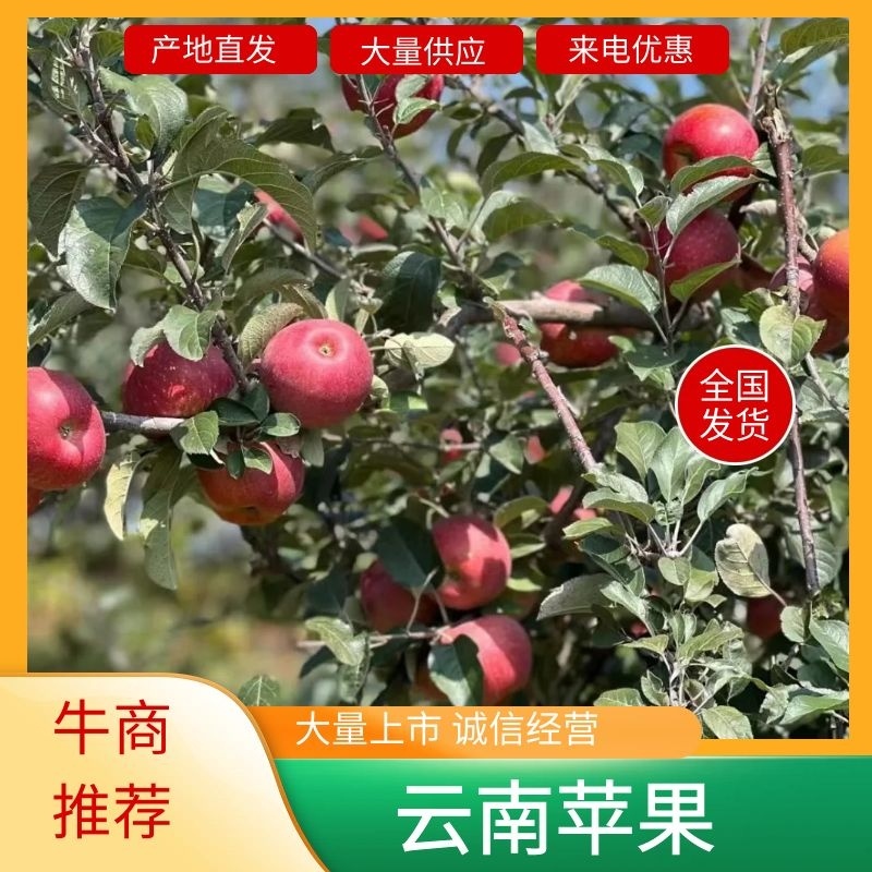 昭通丑苹果红将军108苹果糖心苹果红露苹果