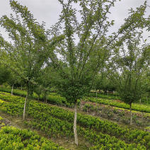 四川垂丝海棠3-10公分小叶海棠庭院景区绿化