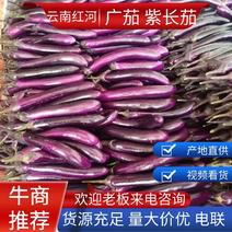 云南红河精品茄子广茄中茄大量上市保质保量欢迎订购合作