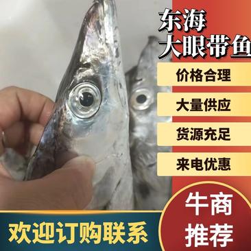 【热卖】带鱼东海大眼带鱼规格全货品靓欢迎来购