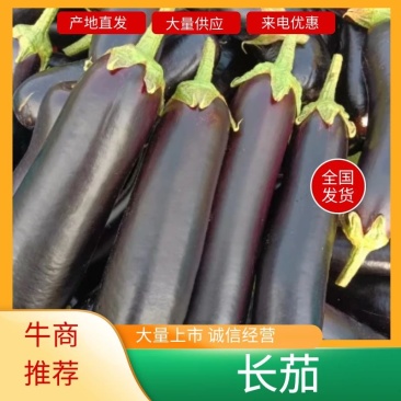 山东菏泽黑长茄布莱迪绿把长茄产地直发欢迎各地老板来电咨询