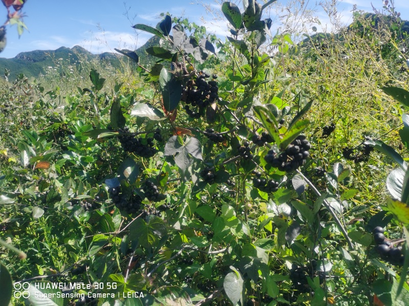 【黑果腺肋花揪果】辽宁野樱莓种植基地直发现有干货