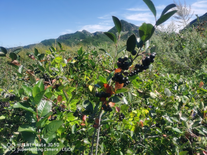 【黑果腺肋花揪果】辽宁野樱莓种植基地直发现有干货