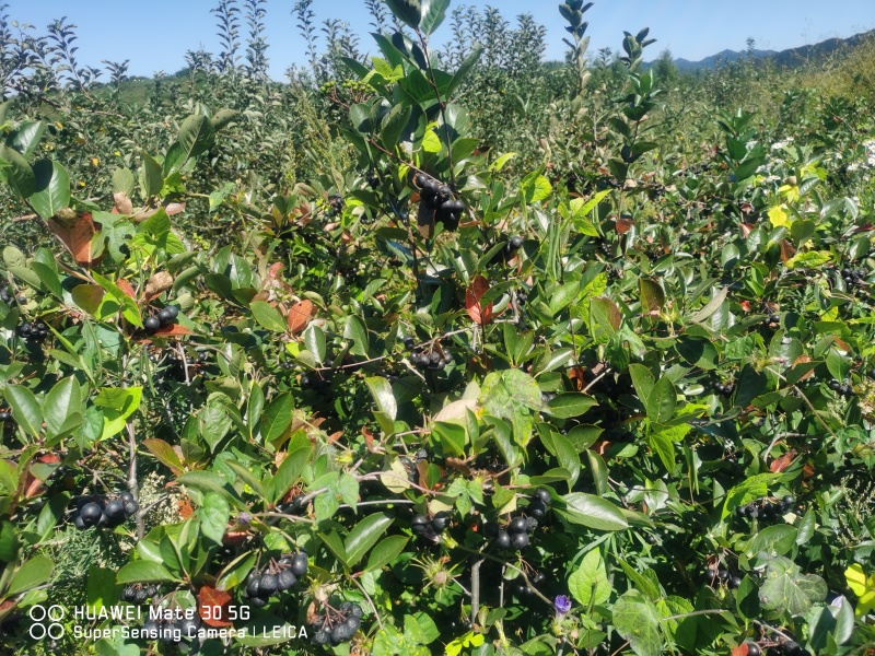 【黑果腺肋花揪果】辽宁野樱莓种植基地直发现有干货