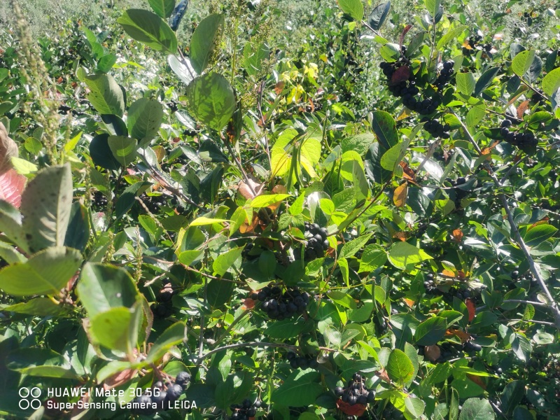 【黑果腺肋花揪果】辽宁野樱莓种植基地直发现有干货