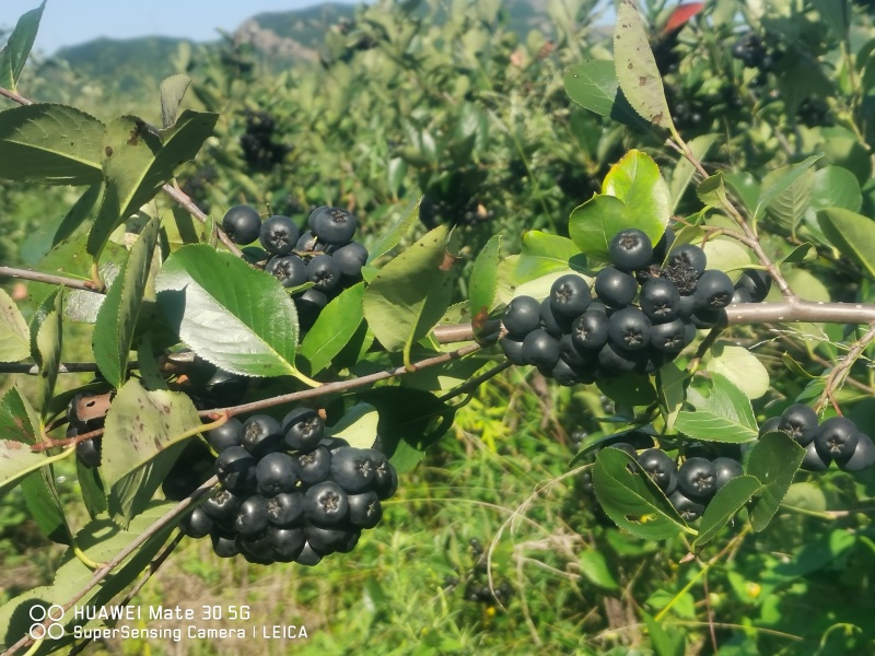 【黑果腺肋花揪果】辽宁野樱莓种植基地直发现有干货