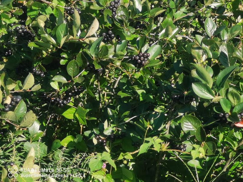 【黑果腺肋花揪果】辽宁野樱莓种植基地直发现有干货