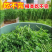 豌豆尖种子，苗壮尖粗，采收期长，茎叶肥大，专业采收豌豆尖