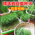 豌豆尖种子，苗壮尖粗，采收期长，茎叶肥大，专业采收豌豆尖