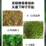 豌豆尖种子，苗壮尖粗，采收期长，茎叶肥大，专业采收豌豆尖