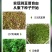 豌豆尖种子，苗壮尖粗，采收期长，茎叶肥大，专业采收豌豆尖