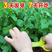 豌豆尖种子，苗壮尖粗，采收期长，茎叶肥大，专业采收豌豆尖