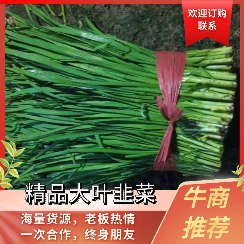河北邯郸大叶韭菜，现割现发，保证新鲜，全国发货。