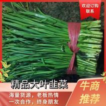 【大叶韭菜】河北邯郸大叶韭菜，现割现发，可对接全国市场商超。