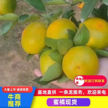 湖南蜜橘大量上市产地直发一手货源诚信经营