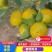 湖南蜜橘大量上市产地直发一手货源诚信经营