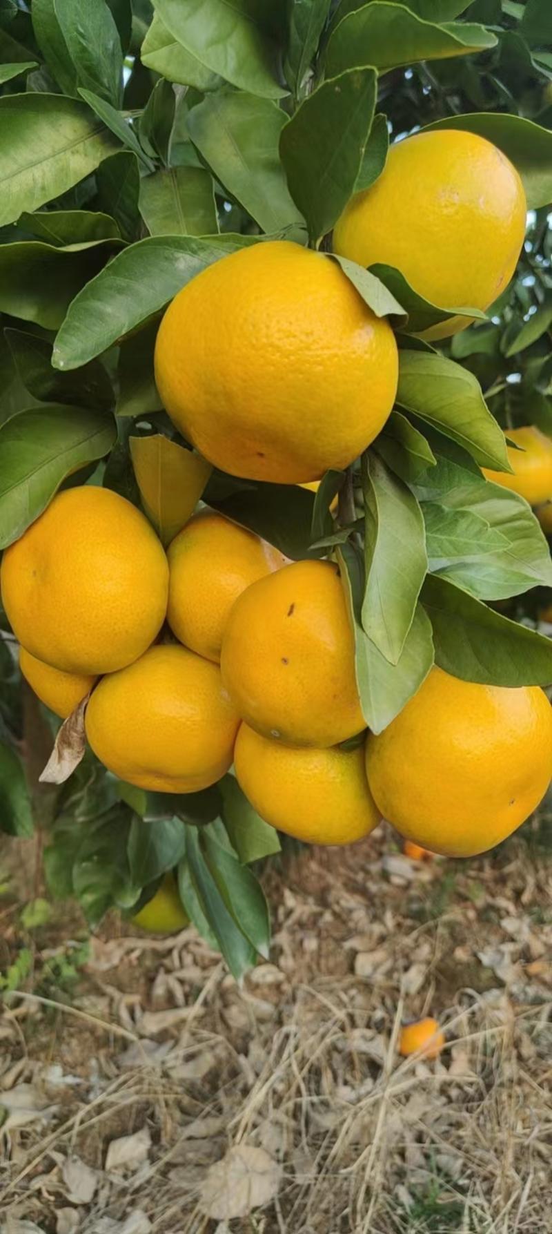 精品特早蜜橘产地大量上，口感好甜度高可视频看货欢迎