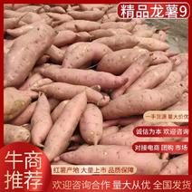 河南开封龙九，龙薯红皮黄心，支持市场超市电商加工厂