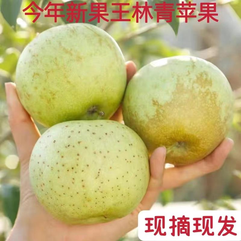 【苹果】河北王林苹果产地直发对接各大市场电商商超