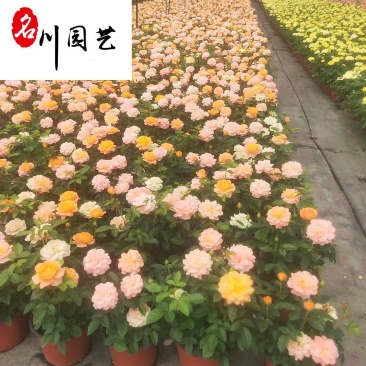 成都欧月花卉批发基地别墅庭院园艺绿化花卉租摆花境