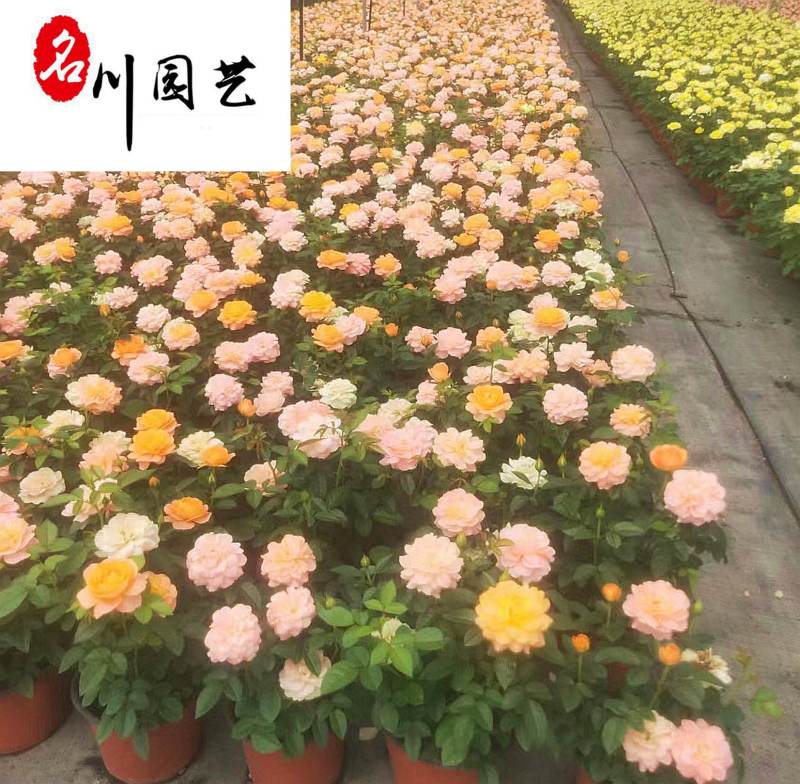 成都欧月花卉批发基地别墅庭院园艺绿化花卉租摆花境